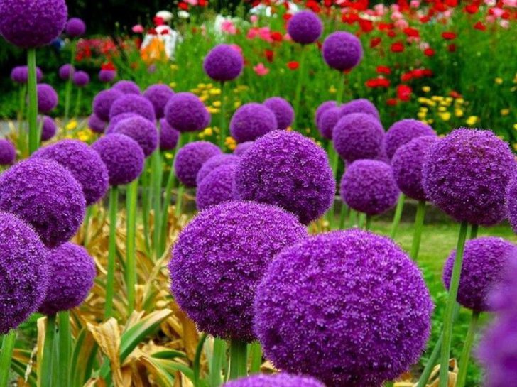 Цветы В Саду Фото