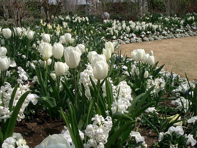 белые цветы для сада