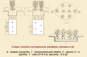 Расположение деревьев в саду по совместимости схемы