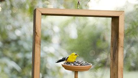 Кормушка для птиц – украшение сада
