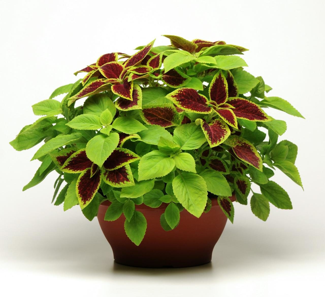 Planta rossa. Колеус Red Croton. Колеус Элегия. Колеус Timmy. Колеус Lime Delight.