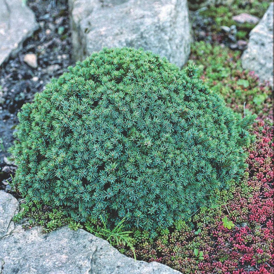 Echiniformis ель описание фото