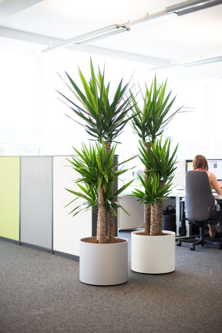Офисные растения