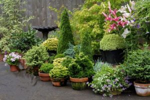 Хвойные растения для сада в ландшафтном дизайне