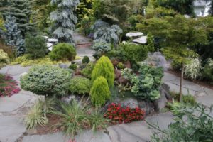 Хвойные растения для сада в ландшафтном дизайне