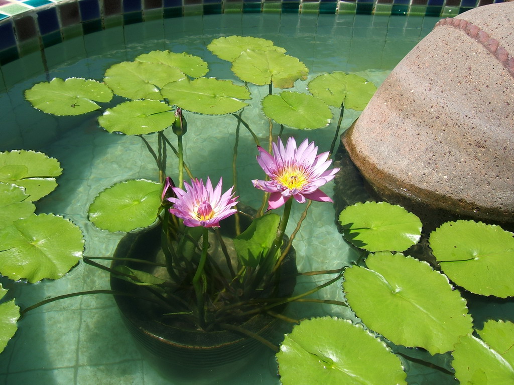 В пруду растут кувшинки за сутки. Нимфея Лотос аквариумное растение. Нимфея Сантарем. Нимфея аквариумная кубышка. Нимфея рудге.