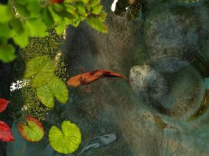 Нимфея в аквариуме и для пруда