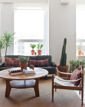 Виды домашних кактусов для декора интерьера
