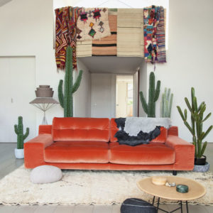 Виды домашних кактусов для декора интерьера