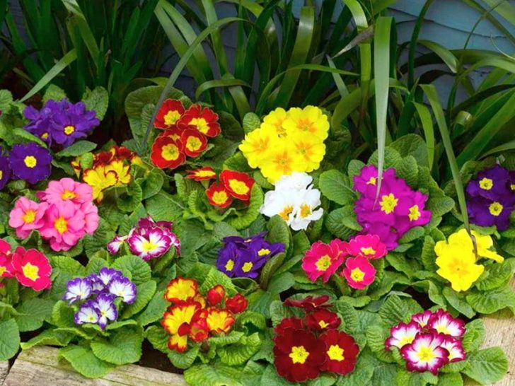Весенние цветы в саду, особенности выбора - фото примеров