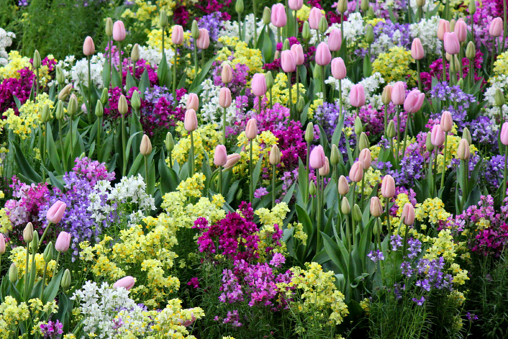 Весенние цветы фото и названия садовые