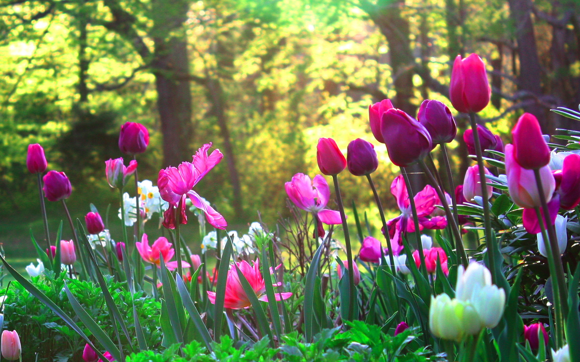 Красивая весна фото высокого качества