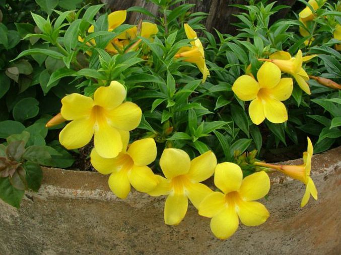 Желтые Комнатные Цветы Фото С Названиями