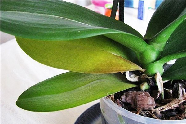 орхидея, уход в домашних условиях