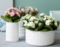 Уход за цветами каланхоэ в домашних условиях с фото